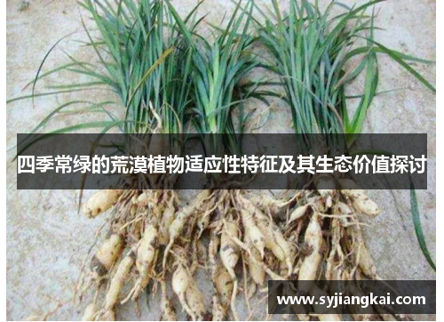 四季常绿的荒漠植物适应性特征及其生态价值探讨